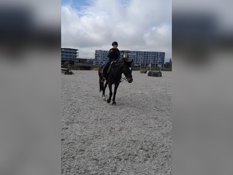 Belgian Sport Horse Gelding 9 years 16.2 hh Bay-Dark in Wervik