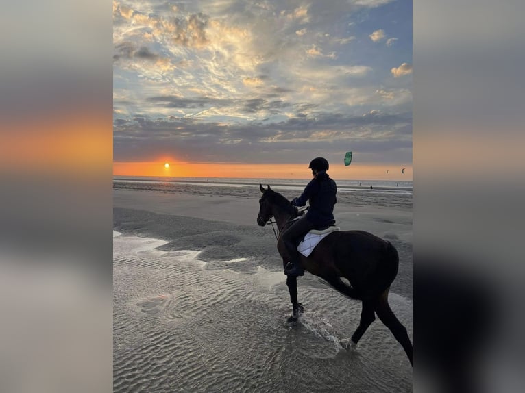 Belgian Sport Horse Gelding 9 years 16.2 hh Bay-Dark in Wervik