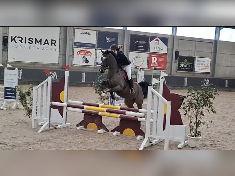 Belgian Sport Horse Gelding 9 years 16.2 hh Bay-Dark in Wervik