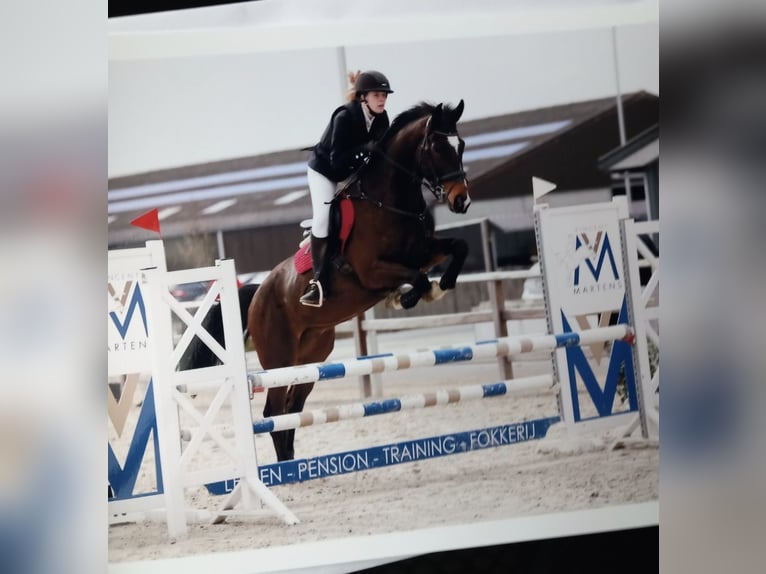 Belgian Sport Horse Gelding 9 years 16.2 hh Bay-Dark in Wervik