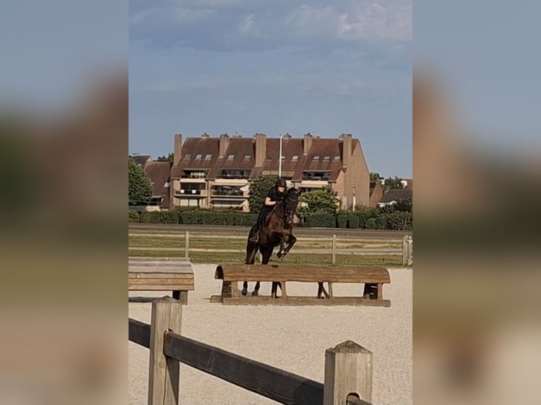 Belgian Sport Horse Gelding 9 years 16,2 hh Bay-Dark in Wervik