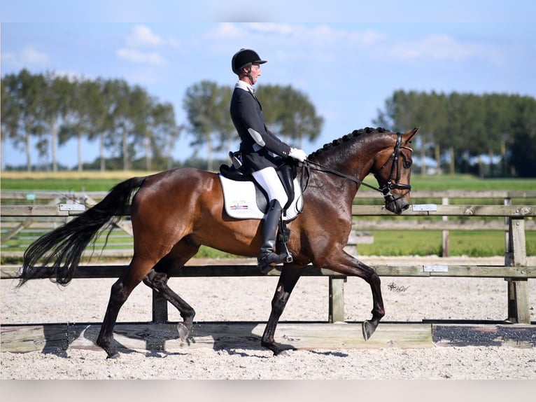 Belgian Sport Horse Gelding 9 years 17 hh Bay-Dark in Sint Philipsland