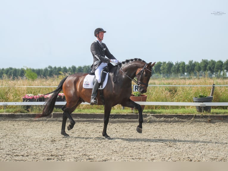 Belgian Sport Horse Gelding 9 years 17 hh Bay-Dark in Sint Philipsland