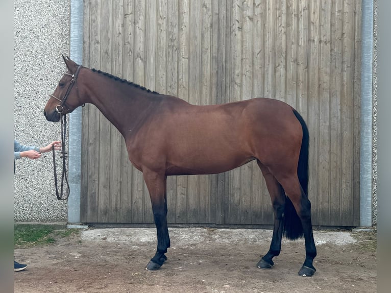 Belgian Sport Horse Mare 10 years 16.1 hh Bay in Zandhoven