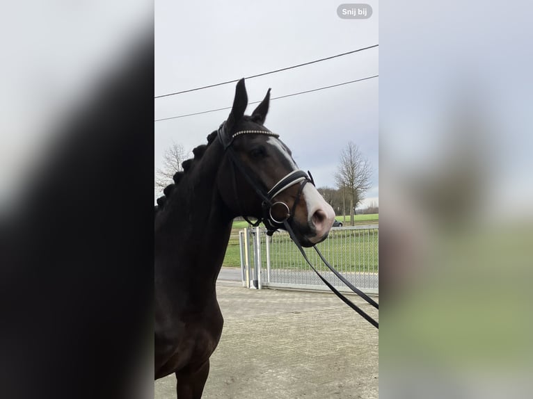 Belgian Sport Horse Mare 10 years 16,1 hh Brown in Mönchengladbach