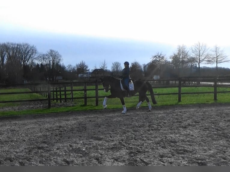 Belgian Sport Horse Mare 10 years 16,1 hh Brown in Mönchengladbach