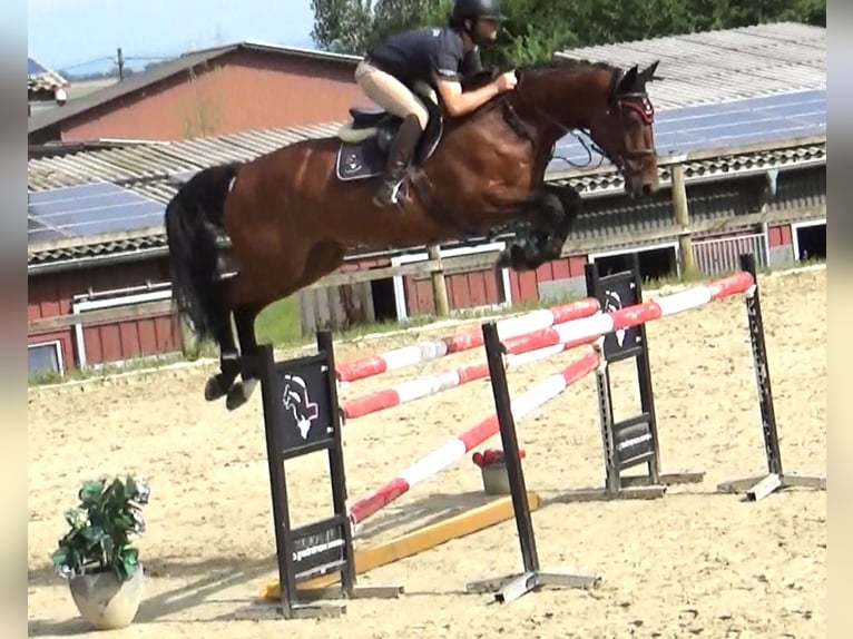 Belgian Sport Horse Mare 10 years 16,2 hh Brown in Bad Dürrheim