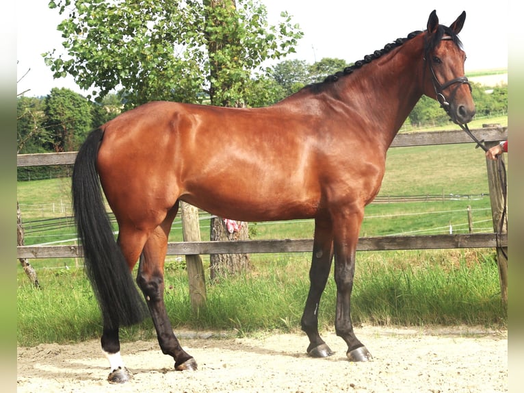 Belgian Sport Horse Mare 10 years 16,2 hh Brown in Bad Dürrheim