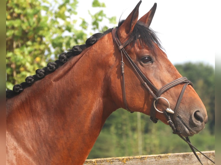 Belgian Sport Horse Mare 10 years 16,2 hh Brown in Bad Dürrheim