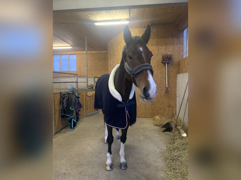 Belgian Sport Horse Mare 10 years 16,3 hh Bay-Dark in Muri AG