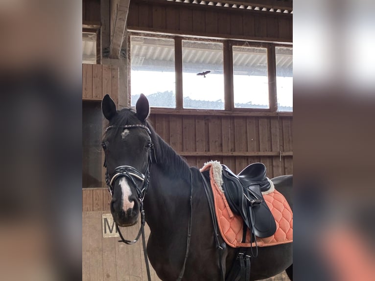 Belgian Sport Horse Mare 10 years 16 hh Black in Bad Orb