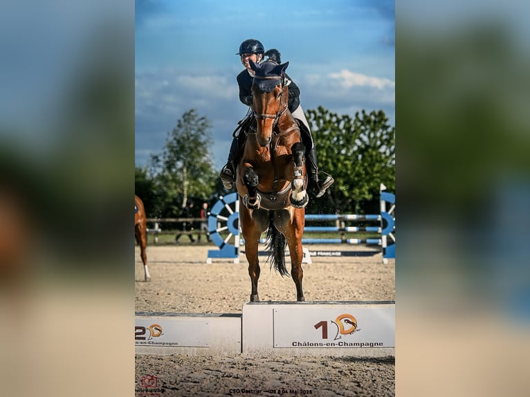 Belgian Sport Horse Mare 10 years 17 hh Brown in Villers-la-Chèvre