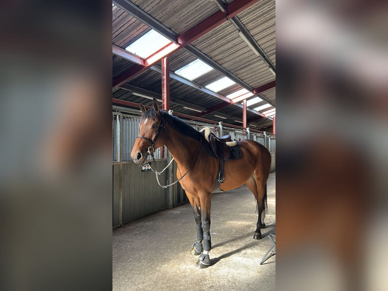 Belgian Sport Horse Mare 10 years 17 hh Brown in Villers-la-Chèvre