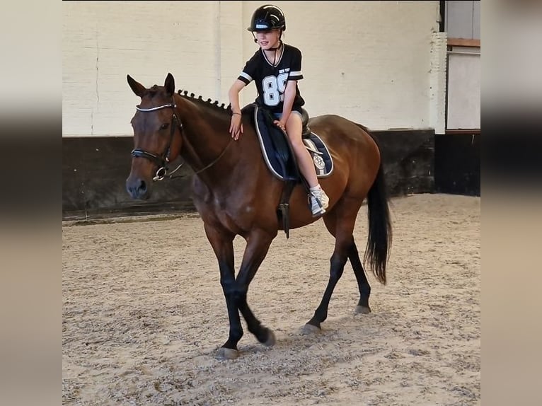 Belgian Sport Horse Mix Mare 11 years 15.2 hh Brown in Kaldenkirchen