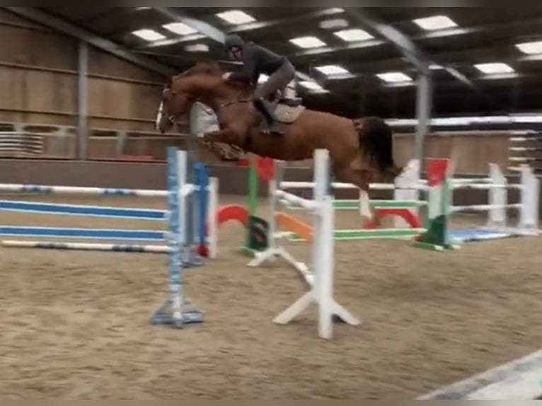 Belgian Sport Horse Mare 11 years 16.1 hh Chestnut-Red in Stolberg (Rheinland)