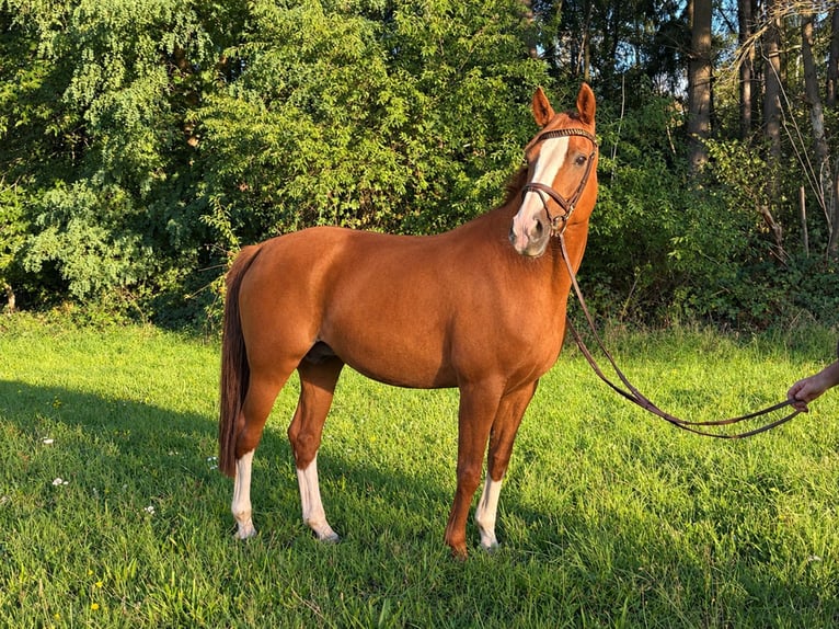 Belgian Sport Horse Mare 11 years 16.1 hh Chestnut-Red in Stolberg (Rheinland)