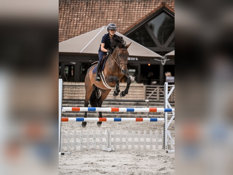 Belgian Sport Horse Mare 11 years 16,2 hh Bay-Dark in Bondues