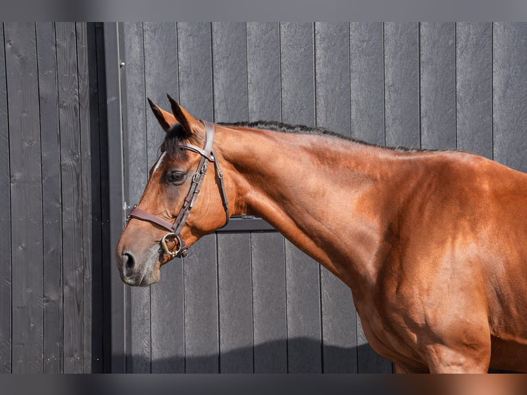 Belgian Sport Horse Mare 11 years 16 hh Bay in Firenze