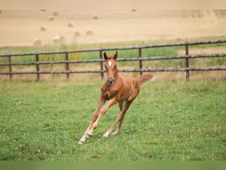 Belgian Sport Horse Mare 11 years 16 hh Bay in Firenze