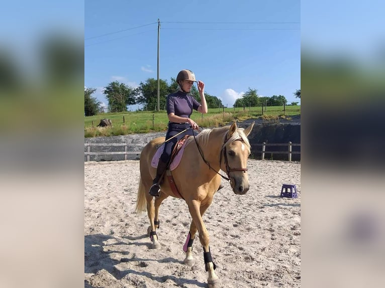 Belgian Sport Horse Mare 12 years 15,2 hh Palomino in Amel