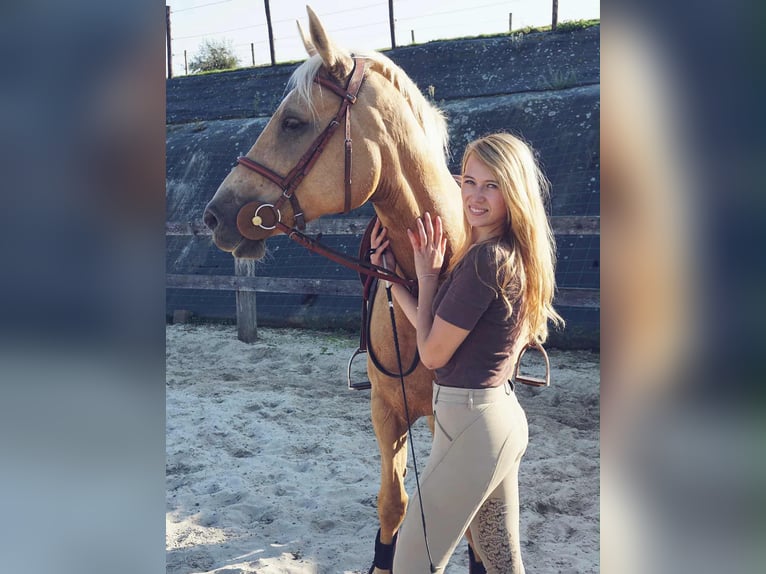 Belgian Sport Horse Mare 12 years 15,2 hh Palomino in Amel
