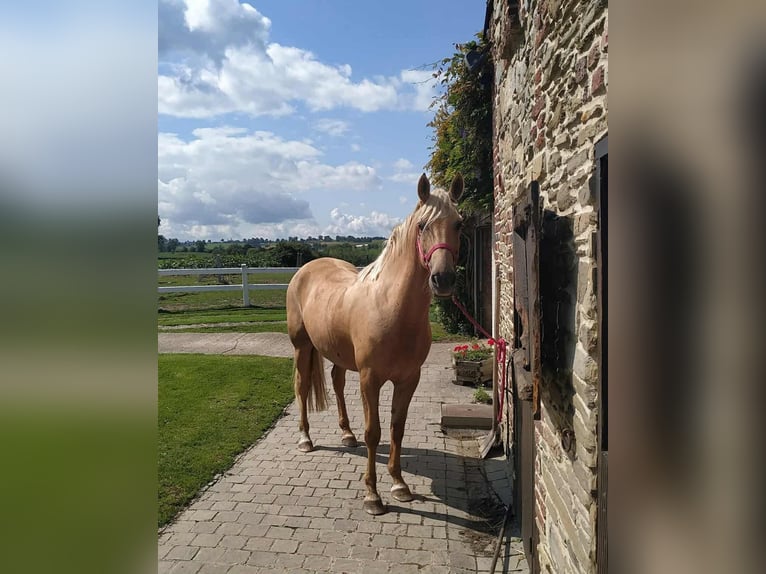 Belgian Sport Horse Mare 12 years 15,2 hh Palomino in Amel