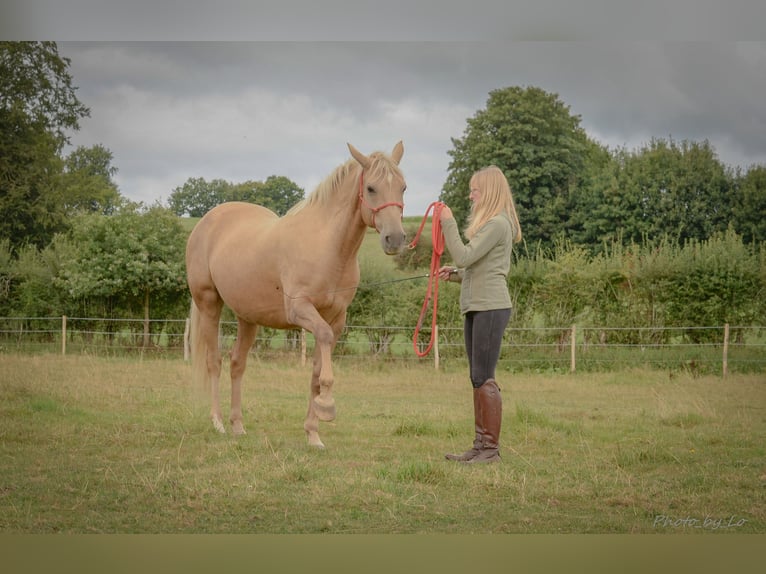 Belgian Sport Horse Mare 12 years 15,2 hh Palomino in Amel