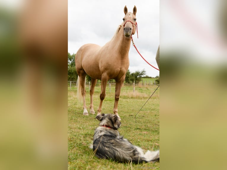 Belgian Sport Horse Mare 12 years 15,2 hh Palomino in Amel
