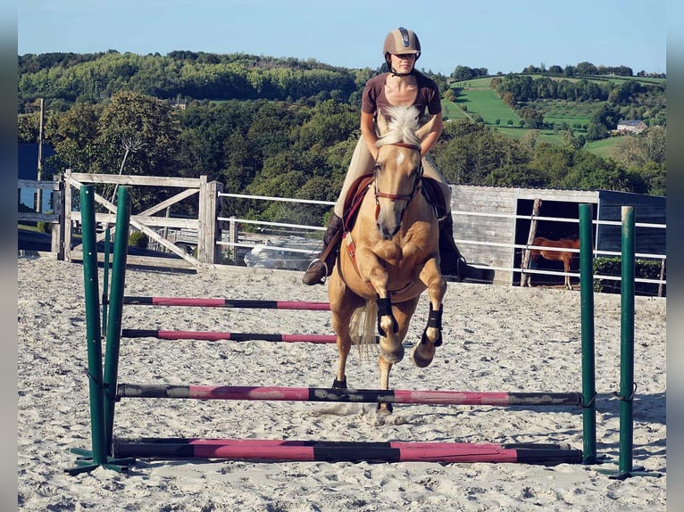 Belgian Sport Horse Mare 12 years 15,2 hh Palomino in Amel