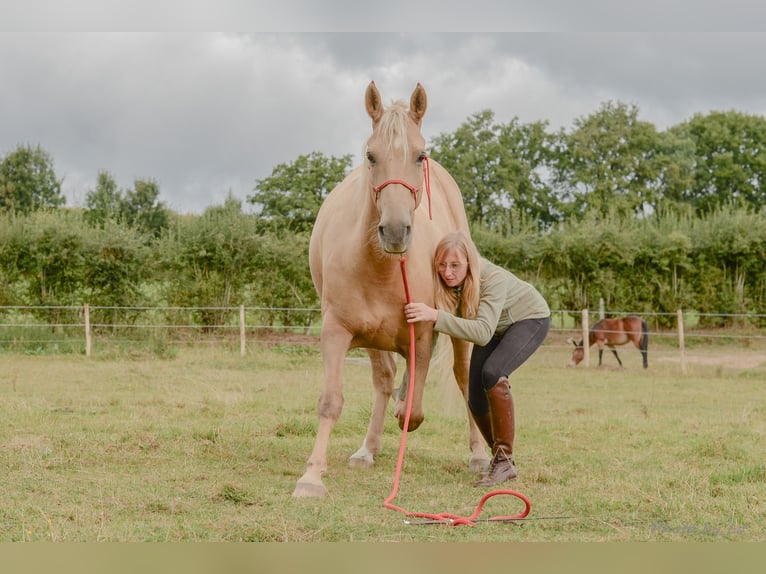 Belgian Sport Horse Mare 12 years 15,2 hh Palomino in Amel