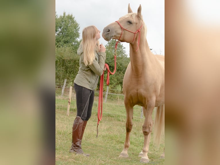 Belgian Sport Horse Mare 12 years 15,2 hh Palomino in Amel