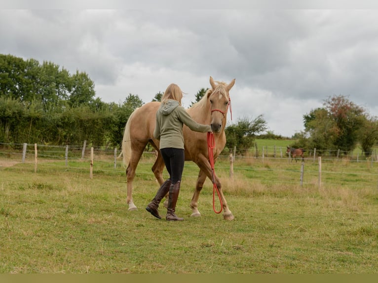 Belgian Sport Horse Mare 12 years 15,2 hh Palomino in Amel