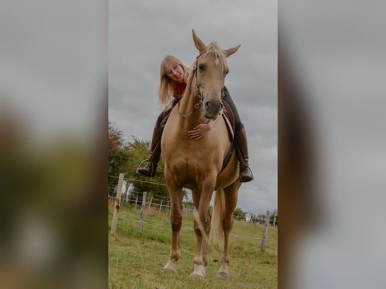 Belgian Sport Horse Mare 12 years 15,2 hh Palomino in Amel