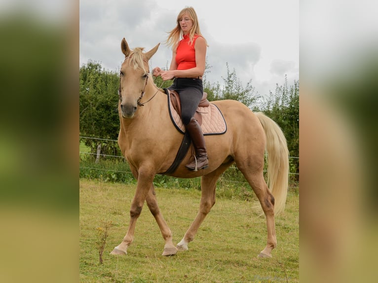 Belgian Sport Horse Mare 12 years 15,2 hh Palomino in Amel
