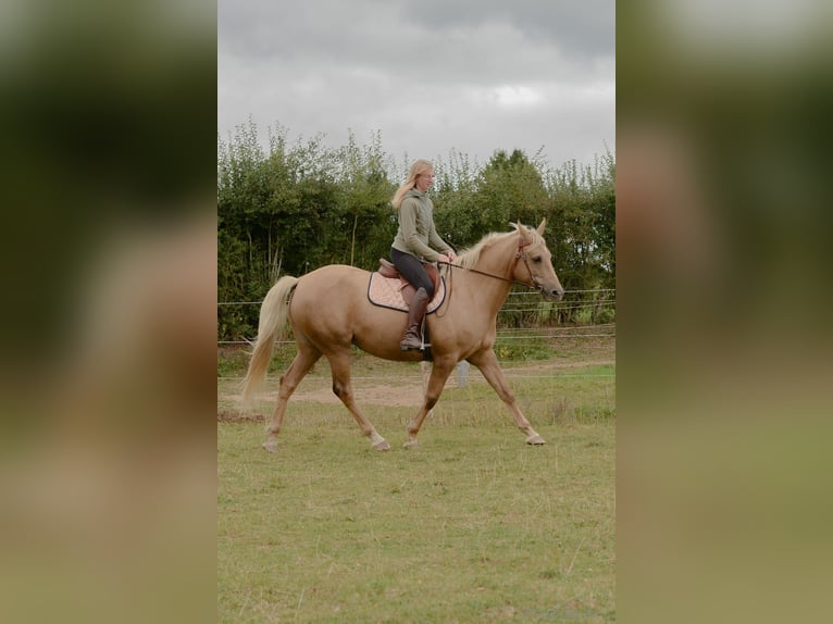 Belgian Sport Horse Mare 12 years 15,2 hh Palomino in Amel