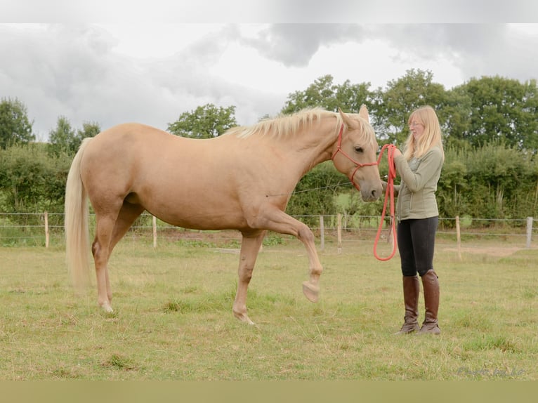 Belgian Sport Horse Mare 12 years 15,2 hh Palomino in Amel