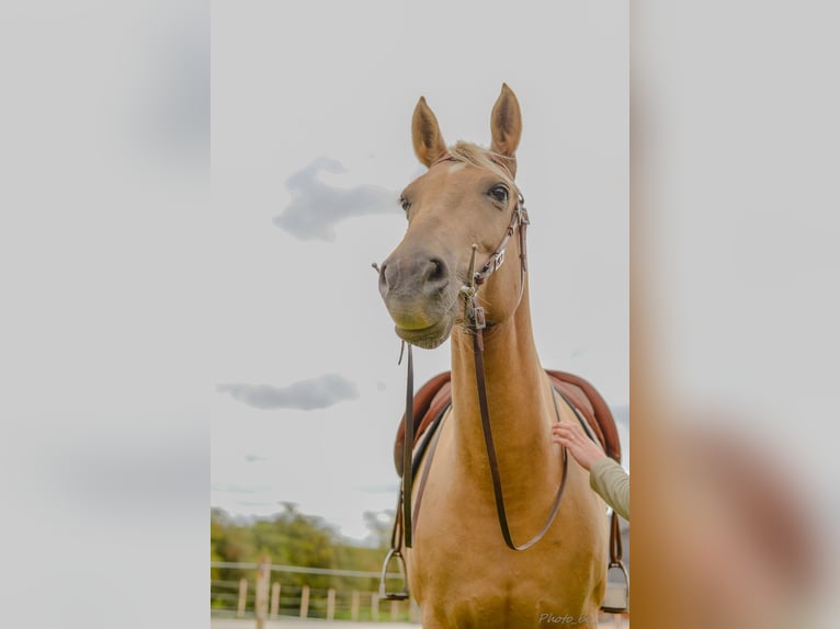 Belgian Sport Horse Mare 12 years 15,2 hh Palomino in Amel