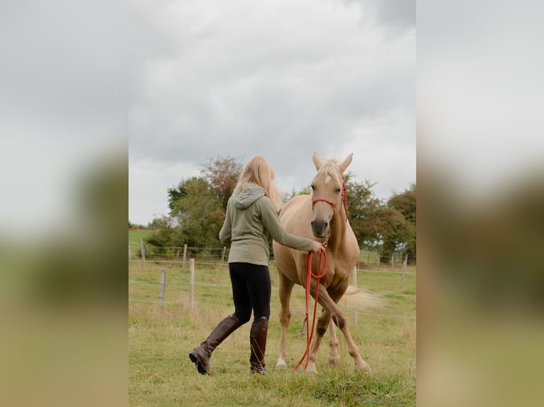 Belgian Sport Horse Mare 12 years 15,2 hh Palomino in Amel