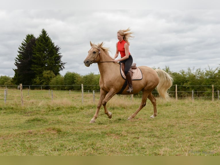 Belgian Sport Horse Mare 12 years 15,2 hh Palomino in Amel