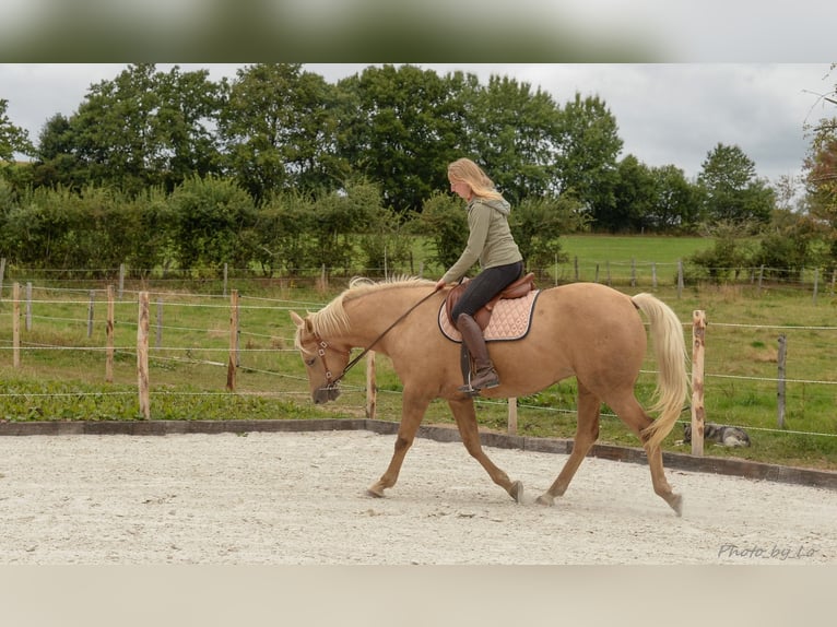Belgian Sport Horse Mare 12 years 15,2 hh Palomino in Amel