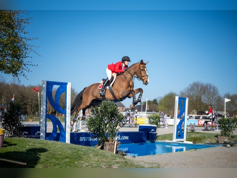Belgian Sport Horse Mare 12 years 16,3 hh Brown in Hintermoos