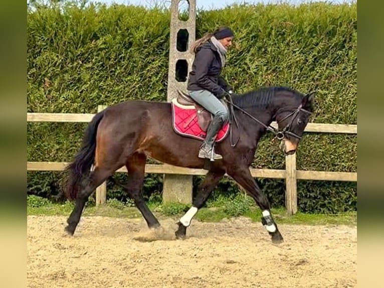 Belgian Sport Horse Mare 13 years 15.2 hh Bay-Dark in Bornem