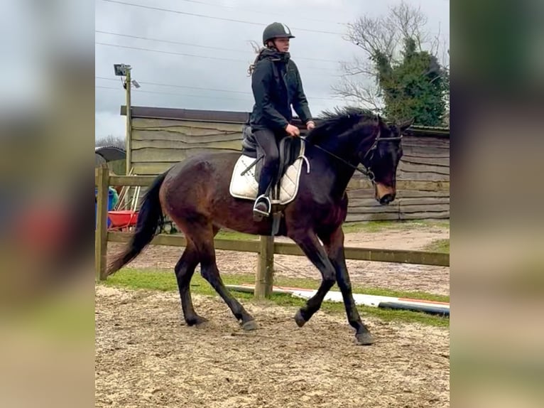 Belgian Sport Horse Mare 13 years 15.2 hh Bay-Dark in Bornem