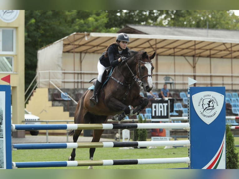 Belgian Sport Horse Mare 13 years 16,1 hh Bay in Tök