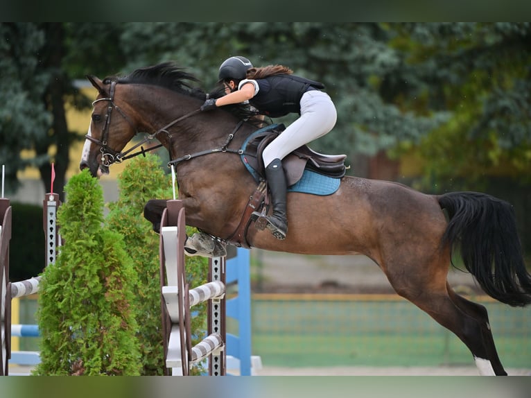 Belgian Sport Horse Mare 13 years 16,1 hh Bay in Tök