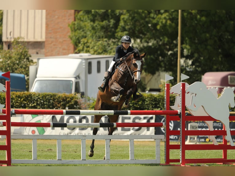 Belgian Sport Horse Mare 13 years 16,1 hh Bay in Tök