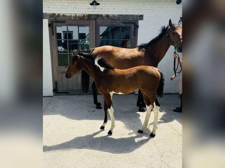 Belgian Sport Horse Mare 13 years 16,2 hh Brown in Oudenaarde
