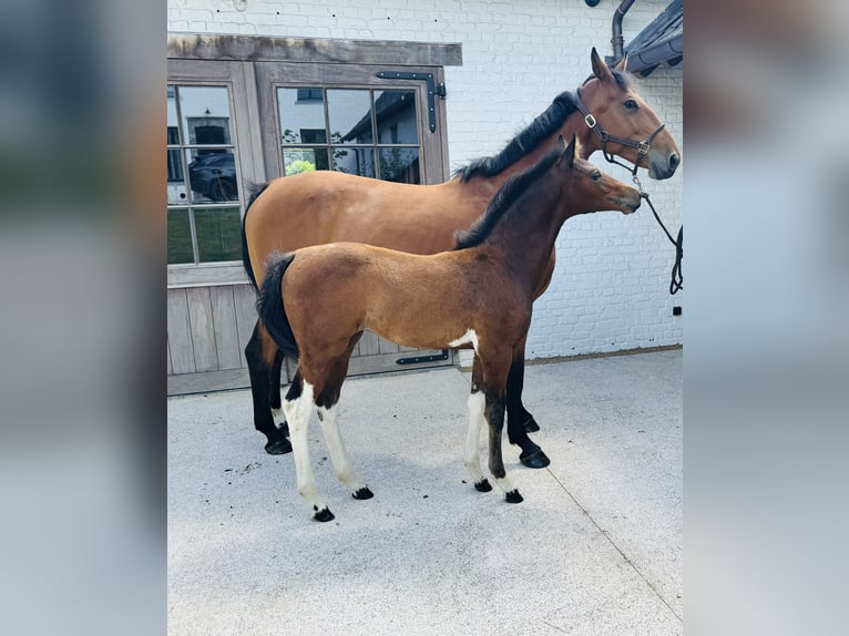 Belgian Sport Horse Mare 13 years 16,2 hh Brown in Oudenaarde