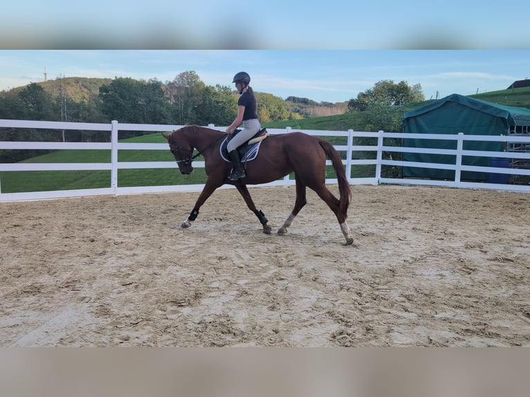 Belgian Sport Horse Mare 13 years 17 hh Chestnut-Red in Morsbach