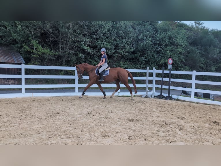 Belgian Sport Horse Mare 13 years 17 hh Chestnut-Red in Morsbach